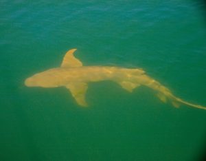 Shark